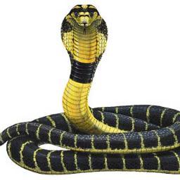 Would YOU wrestle a COBRA? Then don't let your Company! Contact Keith Hughes to learn more at khughes@primepay.com