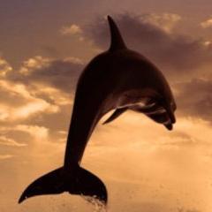 solidoio's profile picture. про новости поговорим?   #rufoollowback