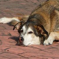 Charlie Connolly (@giants4x) 's Twitter Profile