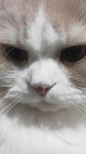 misya__H's profile picture. PSOｶﾞﾁ勢なう！