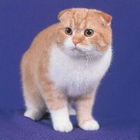 Kyosuke Nishida (@kyoun) 's Twitter Profile Photo Kyosuke Nishida (@kyoun) 's Twitter Profile Photo