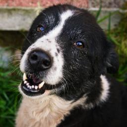 Dog o'Clock: also known as 4pm GMT.