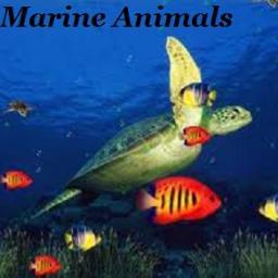Marine Animals