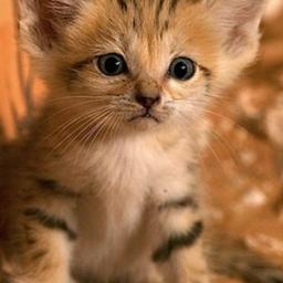 satolex556's profile picture. 。