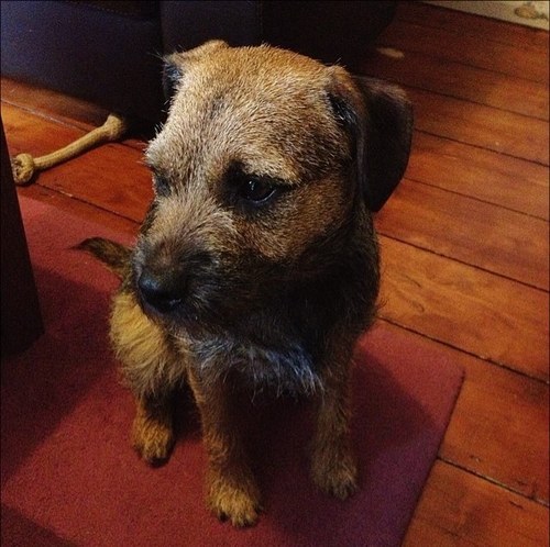 I'm Archie the Border Terrier. Hobbies include destroying the house, barking at nothing and licking other dogs ears.