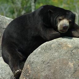 Ghetto_Grizzly's profile picture. Da baddest mother fucker in da woods, watch your self bitch or imma hunt you down and put you up on ma wall. #WuTangBearz