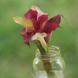 lexi_vt's profile picture. 