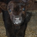 Helen Renner - @HelenRenner1 - Twitter