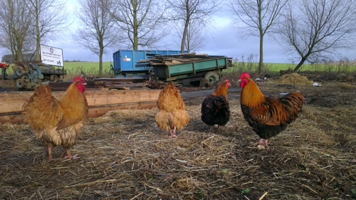 we are the grounds team at norfolk lavender , keeping u up to date with what's going on in and around the gardens and farm.