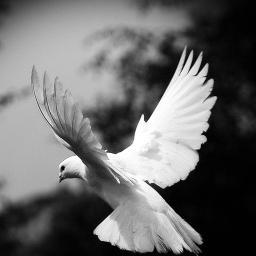 VolareWhiteDove's profile picture. Volare White Dove Release offers a bespoke dove release service too all types of events across sussex and the south coast.