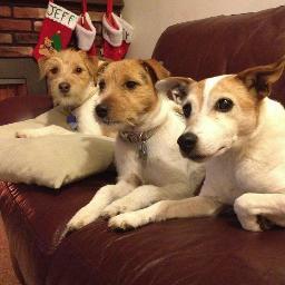 stevebledsoe's profile picture. Human