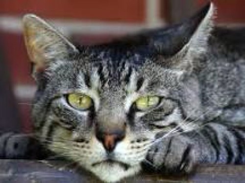 Catlover456789's profile picture. 