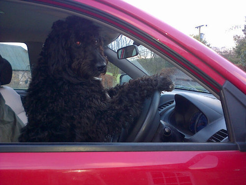 Woofdavethedog's profile picture. 