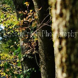 LincolnCreek Photography is a Freelance Photography business. Nature, Portraits, Landscapes, Events/ Etc. Also follow Owner/Photographer @LincolnCreek_MA