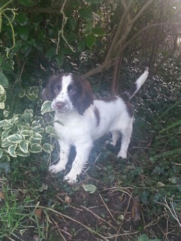 Search & Recue Dogs. Advanced Climber & Tower Rescue. Confined Spaces, level 2 - Medium Risk. Anything Land Rover ♣
