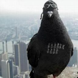 AlekseyGolub's profile picture. 