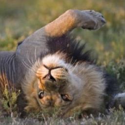 Svuffer's profile picture. 