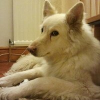 Anne-Marie H Ⓥ🐾🌱🌍♻️🇪🇺💙🌈✊🏾🕊 (@ammahew) 's Twitter Profile Photo