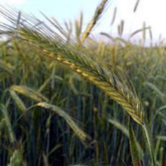 Ryan_Gulbranson's profile picture. 