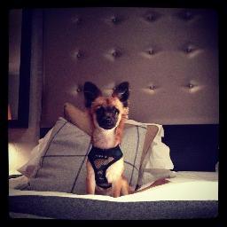 New UK dog friendly blog. Hotel reviews. Pubs with great grub. Doggie retail. Things to do & more. If you'd like us to review contact us. We ♥ dogs.