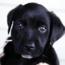 NickSwenson's profile picture. UMD Alum, Chasin Bucks, Turkeys Muskies, Smoking Meat and Playin Puck.