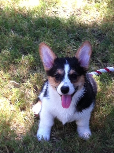 IT Staffing and Consulting Specialist, Corgi lover and middle aged nerd.