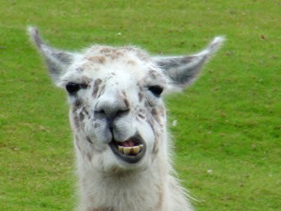 llamallama43's profile picture. 