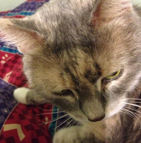 dangrobstein's profile picture. 