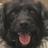 Carl_the_Dogg's profile image