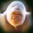 GingerGorrilla's profile image
