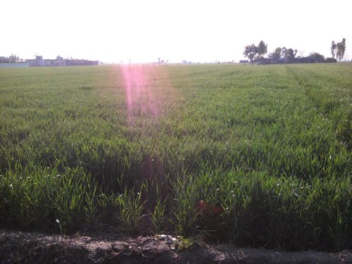 sonnybuttar's profile picture. 