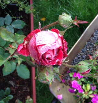 mattykara's profile picture. 