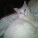 LISA ANTON - @lisa122869 - Twitter