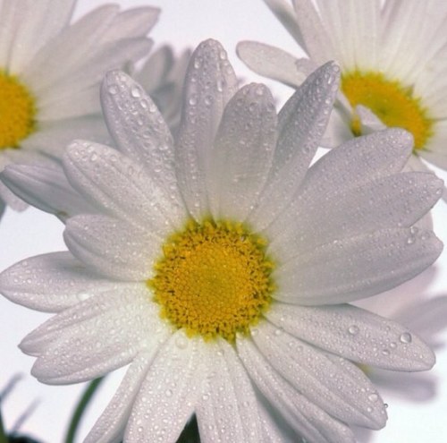 daisylin_'s profile picture. 