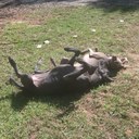 Robin Rich - @AsciRr - Twitter