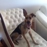 PERLA841's profile picture. Twitter es sólo una herramienta más d expresión libre.Si no te gusta cómo pienso, no me sigas.Leer es mi pasión,amo a los animales, detesto su maltrato.No soy K