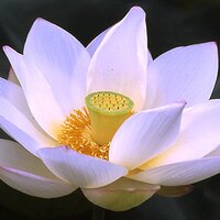 zenzai9 (@kusala28) 's Twitter Profile