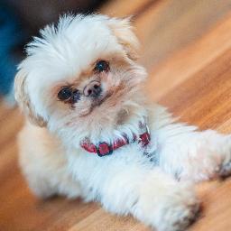 hercsays's profile picture. Senior Executive Vice President for Strategy and Mobile