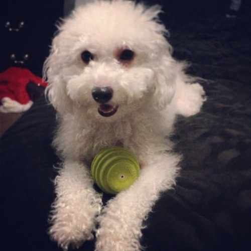 Woof woof bark 
Maltipoo livin' the life