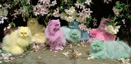 kellimullin's profile picture. The EDP Whisperer.