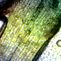 uwcseaMSScience's profile picture. 