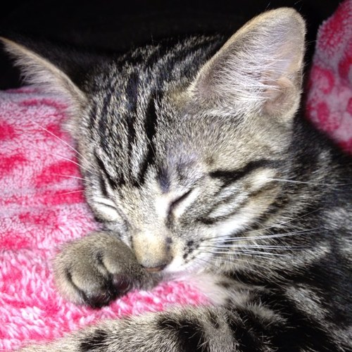 emmarosebyars's profile picture. Emmarose is a very special kitten she loves her real momma and Mum she is ful of lots of love for brother, Rorean, Fluffers, & her foster bros and sisters