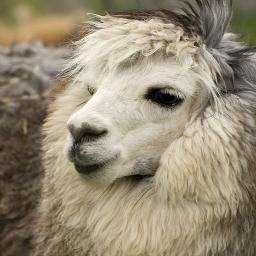 Grupo De Alpacas que não queiram se expor para o mundo guiadas pelo lider @Cellbitos