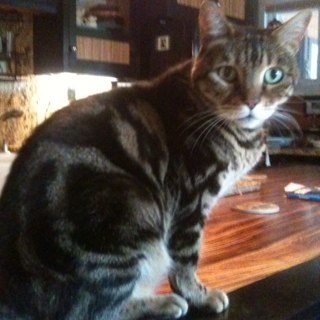 shufitstoo's profile picture. 