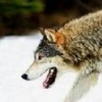 Tutelary Wolf (@tutelary_wolf) 's Twitter Profile