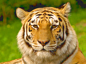 Online classified ads for Pets, Real Estate, Vehicles, Services. Submit your free ads. This free classified ads help you to promote your business online