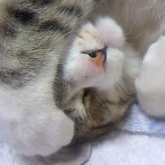 Software Engineer / PHP / Laravel / ruby / Ruby on Rails / .NET(VB、C#) / COBOL / Java / 3児の父 / 子供好き / リモートワーク