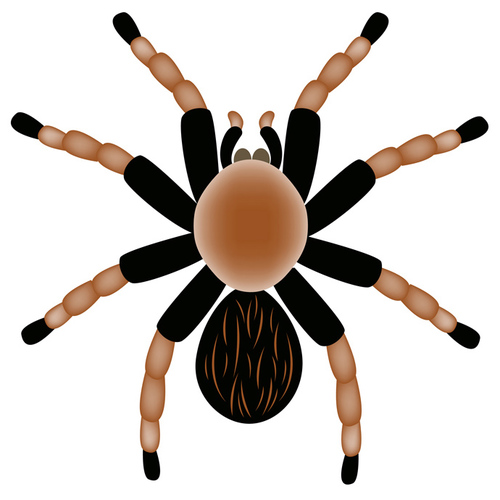 http://t.co/eRemrWvR - Spreading the word about these misunderstood creatures, beating arachnophobia, and enjoying the world of tarantulas and other spiders.