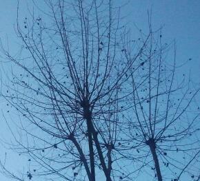 komplejidades's profile picture. 