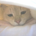 チッチ53 (@021753) Twitter